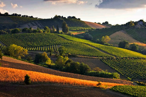 I vini delle Marche